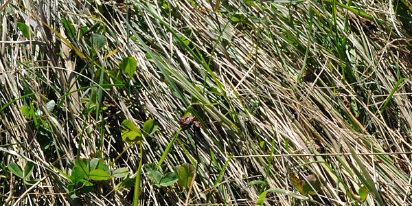 plant recovery